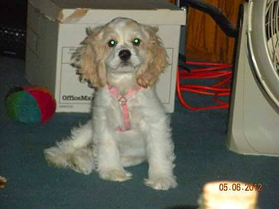 Mel joined the competition — help win amazing prizes! canidae, carnivore, companion_dog, dog, dog_breed, dog_supply, fur, maltepoo, non_sporting_group, paw, puppy, snout, spaniel, sporting_group, terrier, toy_dog, water_dog, working_animal