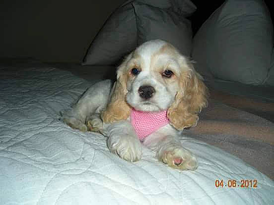 Mel joined the competition — help win amazing prizes! bored, canidae, carnivore, cavalier_king_charles_spaniel, cocker_spaniel, comfort, companion_dog, couch, dog, dog_breed, dog_supply, fawn, gun_dog, liver, pet_supply, snout, spaniel, sporting_group, toy_dog, whiskers