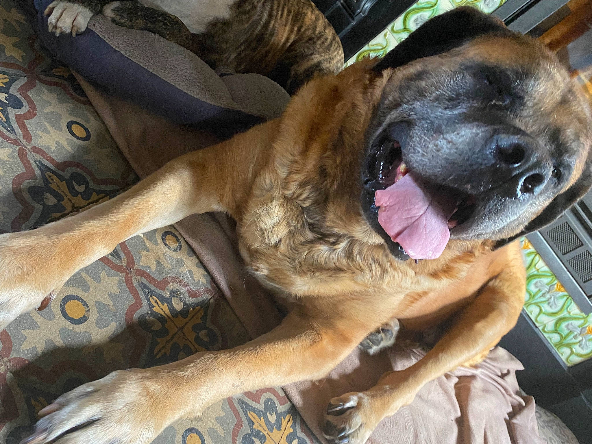 Wakina participe au concours pour gagner de l'argent avec cette photo : canidae, carnivore, collar, companion_dog, dog, dog_breed, dog_collar, english_mastiff, fawn, fur, giant_dog_breed, guard_dog, liver, molosser, snout, sporting_group, whiskers, working_animal, working_dog, wrinkle