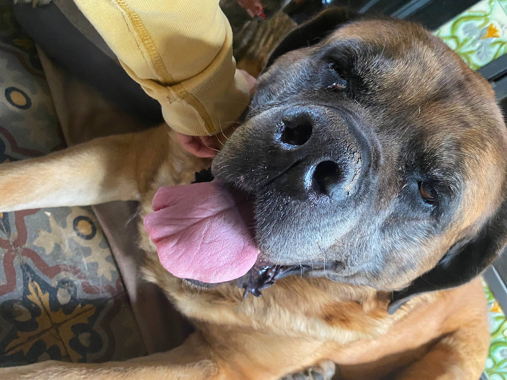 Wakina a rejoint le concours — aidez-le/la à gagner de superbes lots ! canidae, carnivore, collar, companion_dog, dog, dog_breed, dog_collar, fawn, fur, guard_dog, liver, paw, pet_supply, snout, terrestrial_animal, whiskers, working_animal, working_dog