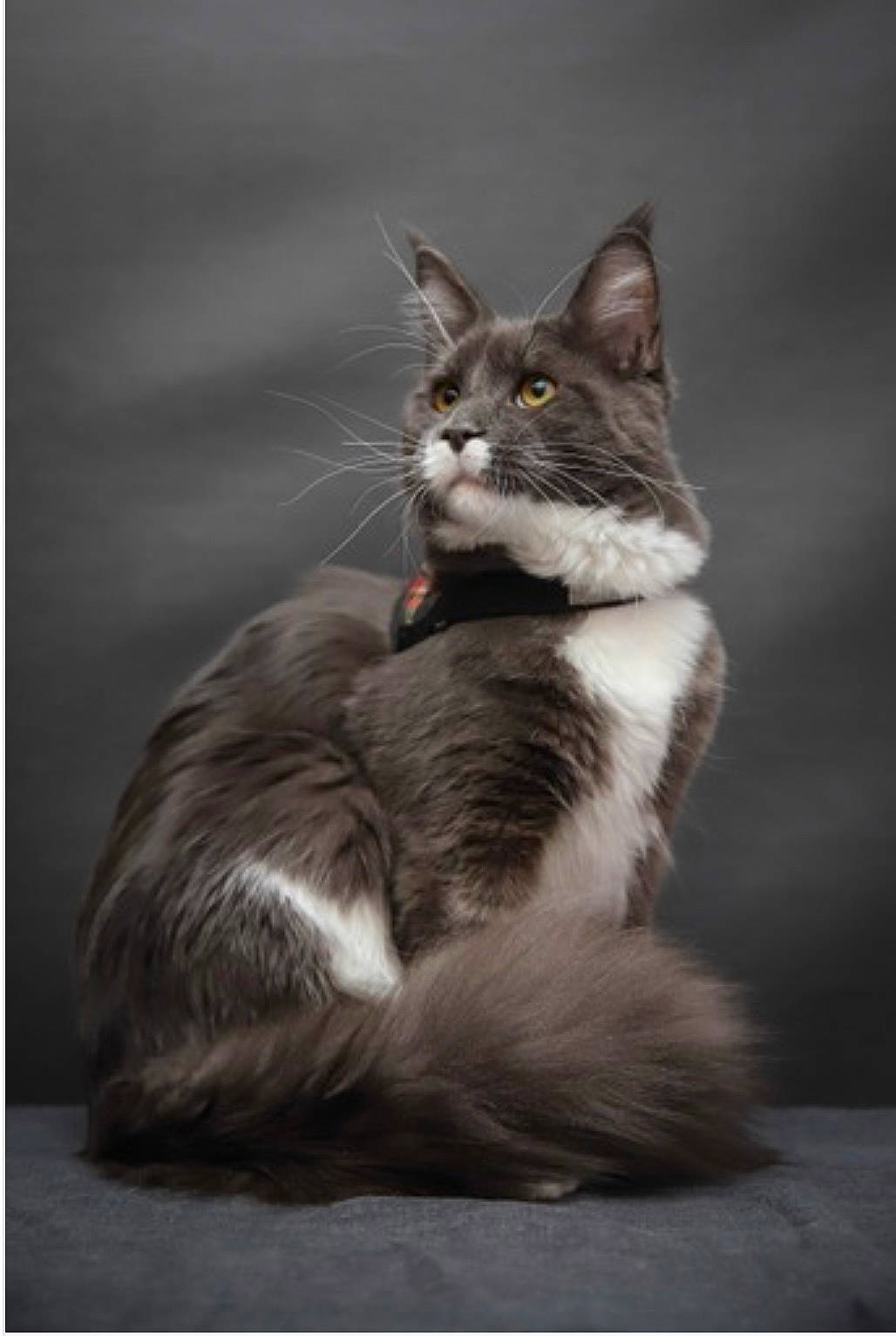 Treize a rejoint le concours — aidez-le/la à gagner de superbes lots ! art, carnivore, cat, darkness, domestic_short_haired_cat, felidae, flash_photography, fur, monochrome, monochrome_photography, paw, plant, small_to_medium_sized_cats, snout, still_life_photography, tail, terrestrial_animal, tree, whiskers, wildlife