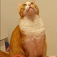 Lyna a rejoint le concours — aidez-le/la à gagner de superbes lots ! cat, orange_cat, white_cat, pet, feline, curious, indoor, sitting, fur, whiskers, ears, nose, blanket, bed, domestic_animal, looking_up, animal, cute, mammal, companion