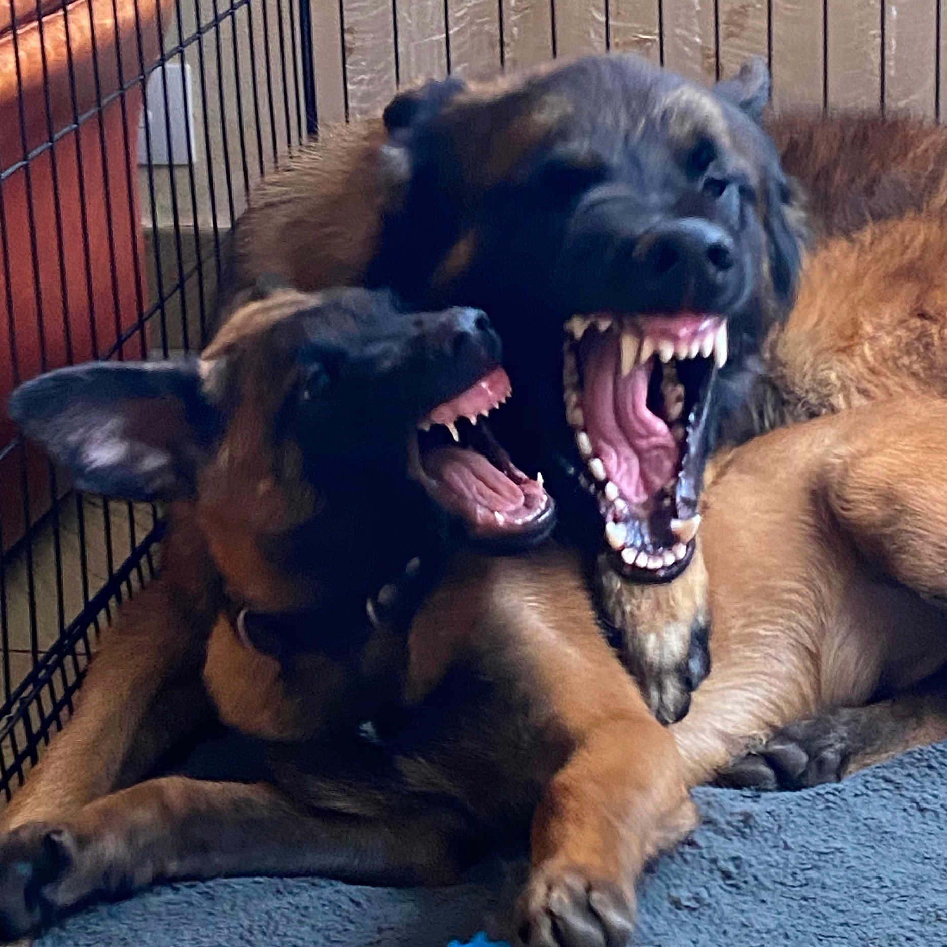 Rogue One participe au concours pour gagner de l'argent avec cette photo : animal, ball, bodypart, boxer, bulldog, canine, den, dog, doghouse, football, germanshepherd, goldenretriever, hound, indoors, mouth, person, pet, policedog, puppy, teeth