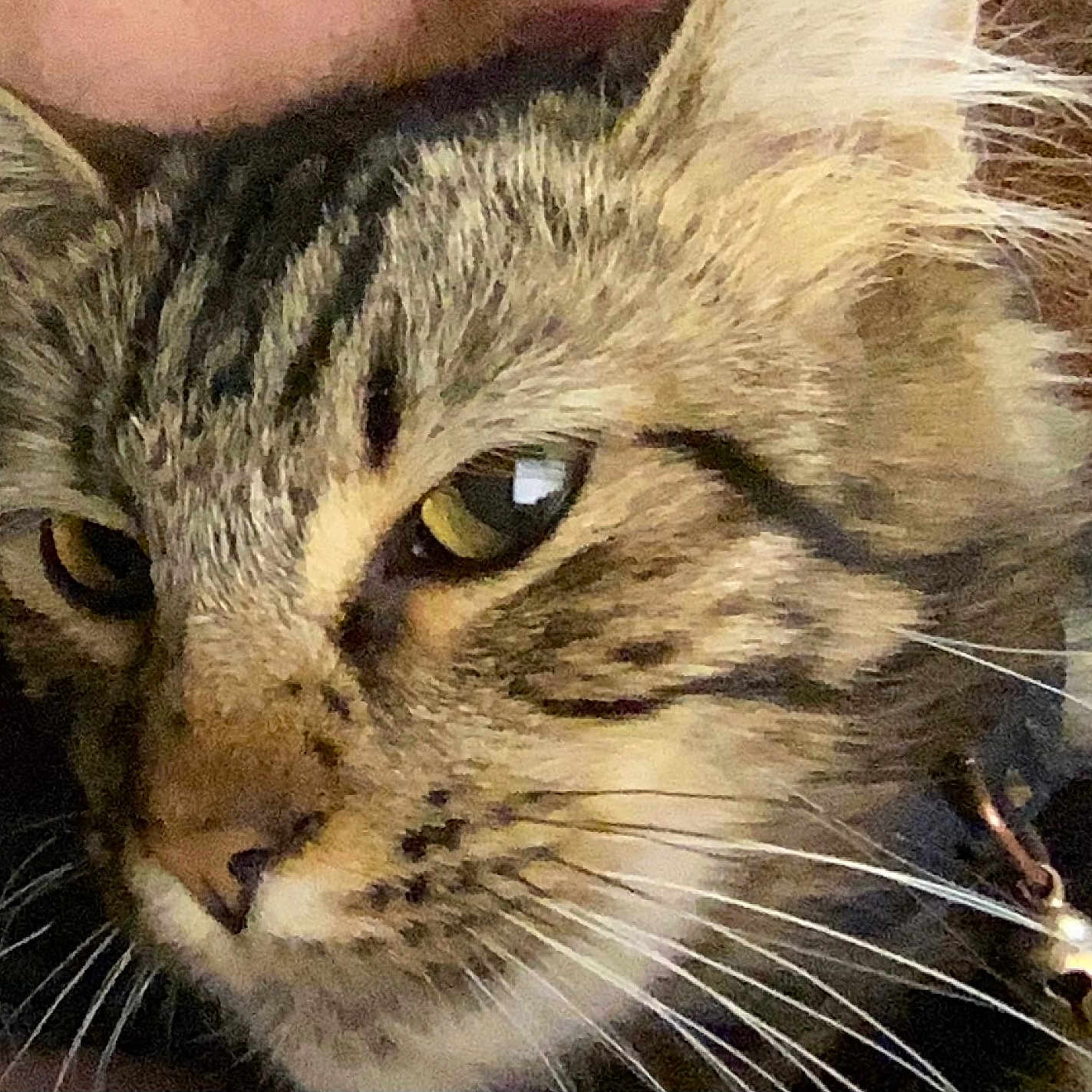 Luna joined the competition — help win amazing prizes! animal, bell, cat, close_up, closeup, collar, cute, detail, domestic_cat, face, feline, fur, indoor, mammal, pet, portrait, tabby, whisker, whiskers, yellow_eyes