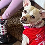 dog, white_dog, pet, indoor, carpet, person, pink_leggings, sneakers, red_shirt, collar, curious, attentive, closeup, floor, furniture, home, cute, animal, companion, casual