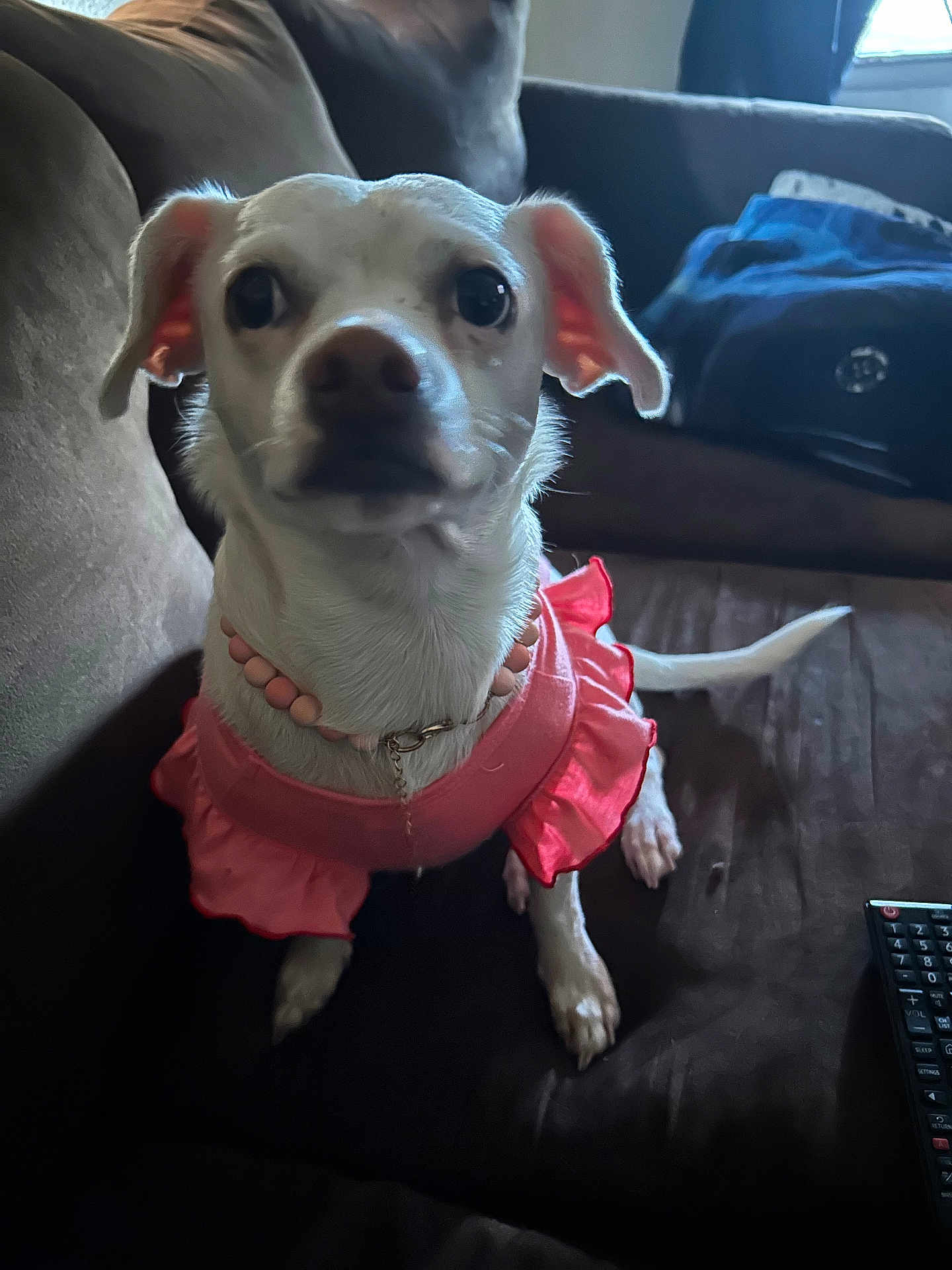 Isabella Wallace joined the competition — help win amazing prizes! dog, small_dog, white_dog, pet, pink_outfit, beaded_necklace, couch, indoor, living_room, curious, cute, sitting, animal, canine, furniture, window, blanket, remote_control, ears, tail