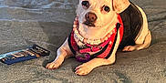 Isabella Wallace joined the competition — help win amazing prizes! dog, small_dog, pet, bed, blanket, harness, necklace, toy, indoor, curious, alert, white_dog, pink_collar, snack_wrapper, resting, cute, animal, looking_at_camera, ears, cozy
