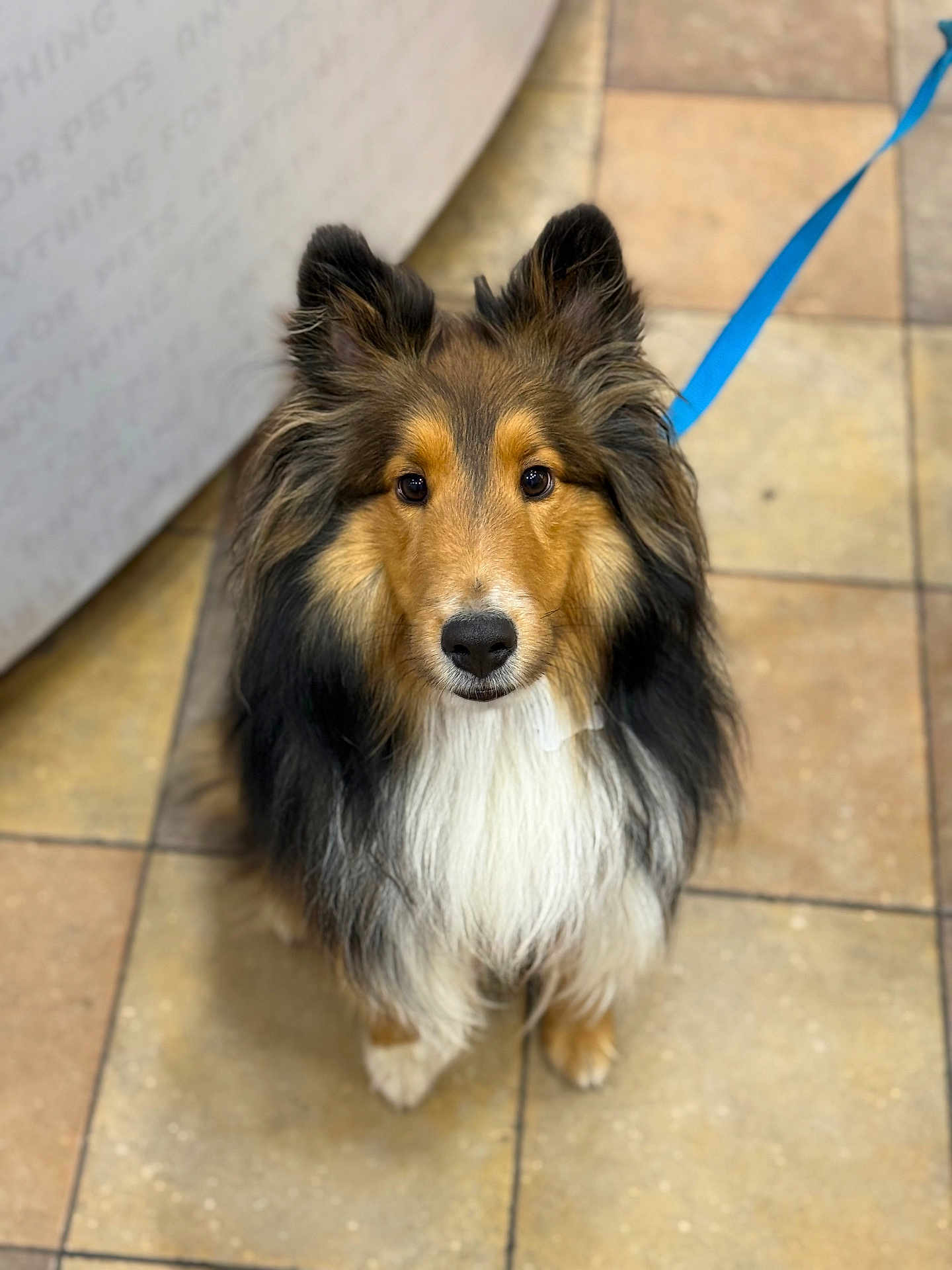Archie is registered to the contest to win money with this photo: dog, shetland_sheepdog, pet, animal, canine, leash, fur, ears, eyes, nose, floor, tile, indoor, cute, fluffy, portrait, looking_up, waiting, companion, friendly