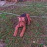 animal, brown_dog, canine, curly_fur, daytime, dog, fence, garden_hose, grass, leaves, nature, outdoor, pet, playful, reel, resting, soil, summer, tree, yard