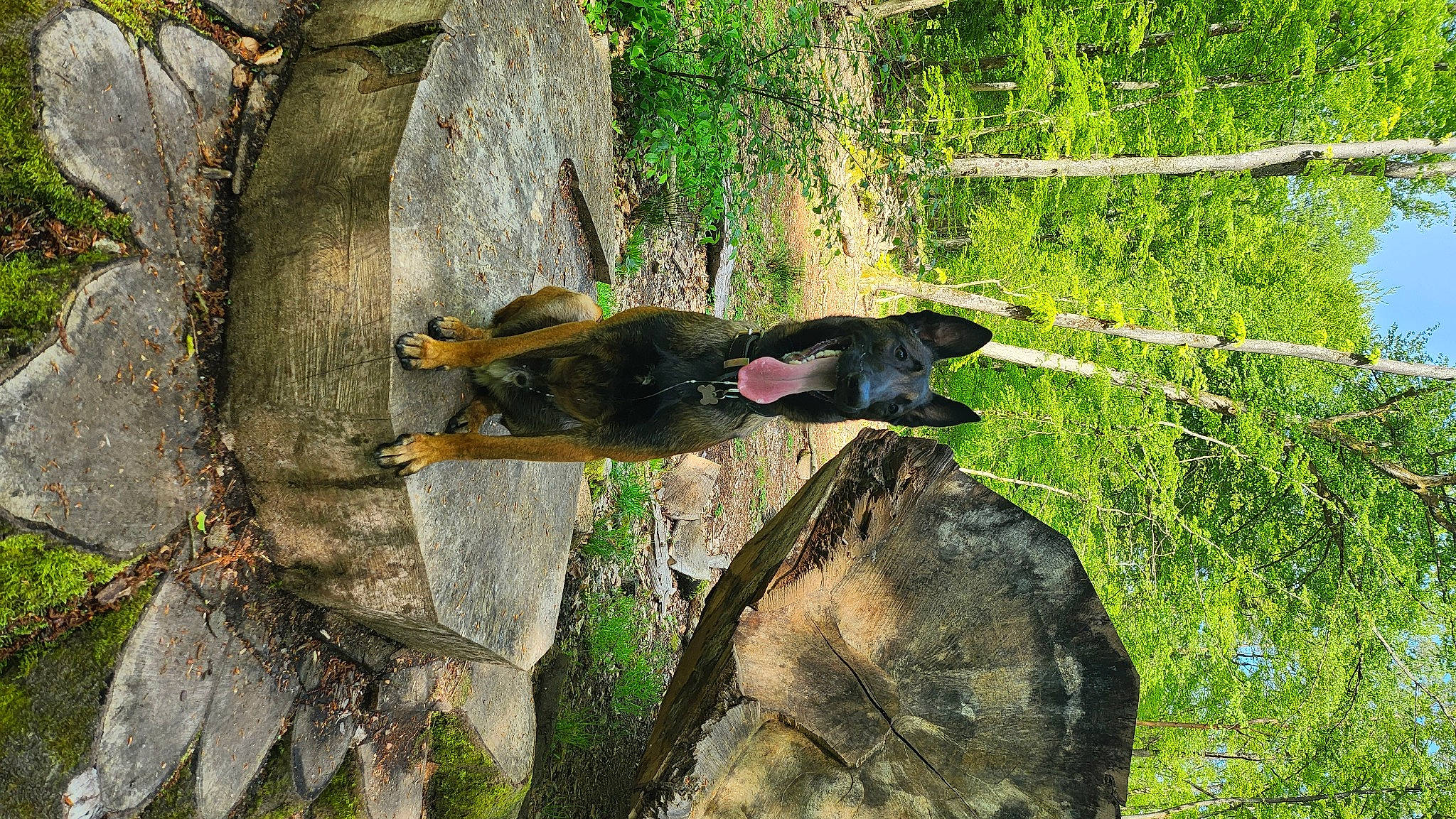 Taïko a rejoint le concours — aidez-le/la à gagner de superbes lots ! adventure, bedrock, branch, forest, grass, jungle, landscape, northern_hardwood_forest, old_growth_forest, outcrop, plant, recreation, rock, temperate_broadleaf_and_mixed_forest, terrestrial_plant, tree, trunk, twig, wood, woodland