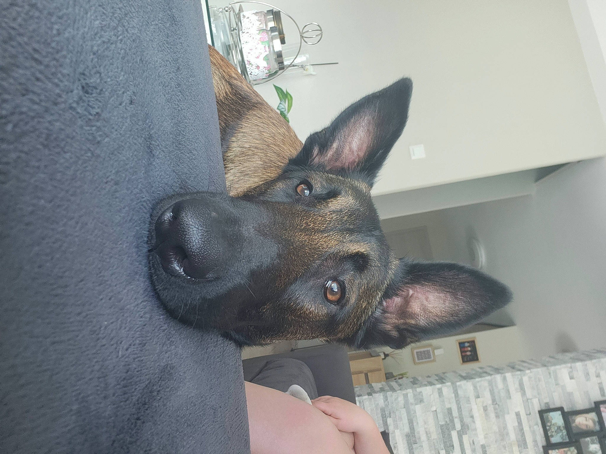 Taïko a rejoint le concours — aidez-le/la à gagner de superbes lots ! canidae, carnivore, comfort, companion_dog, computer_keyboard, dog, dog_breed, ear, fur, grey, guard_dog, nail, non_sporting_group, paw, snout, sporting_group, toy_dog, whiskers, working_animal