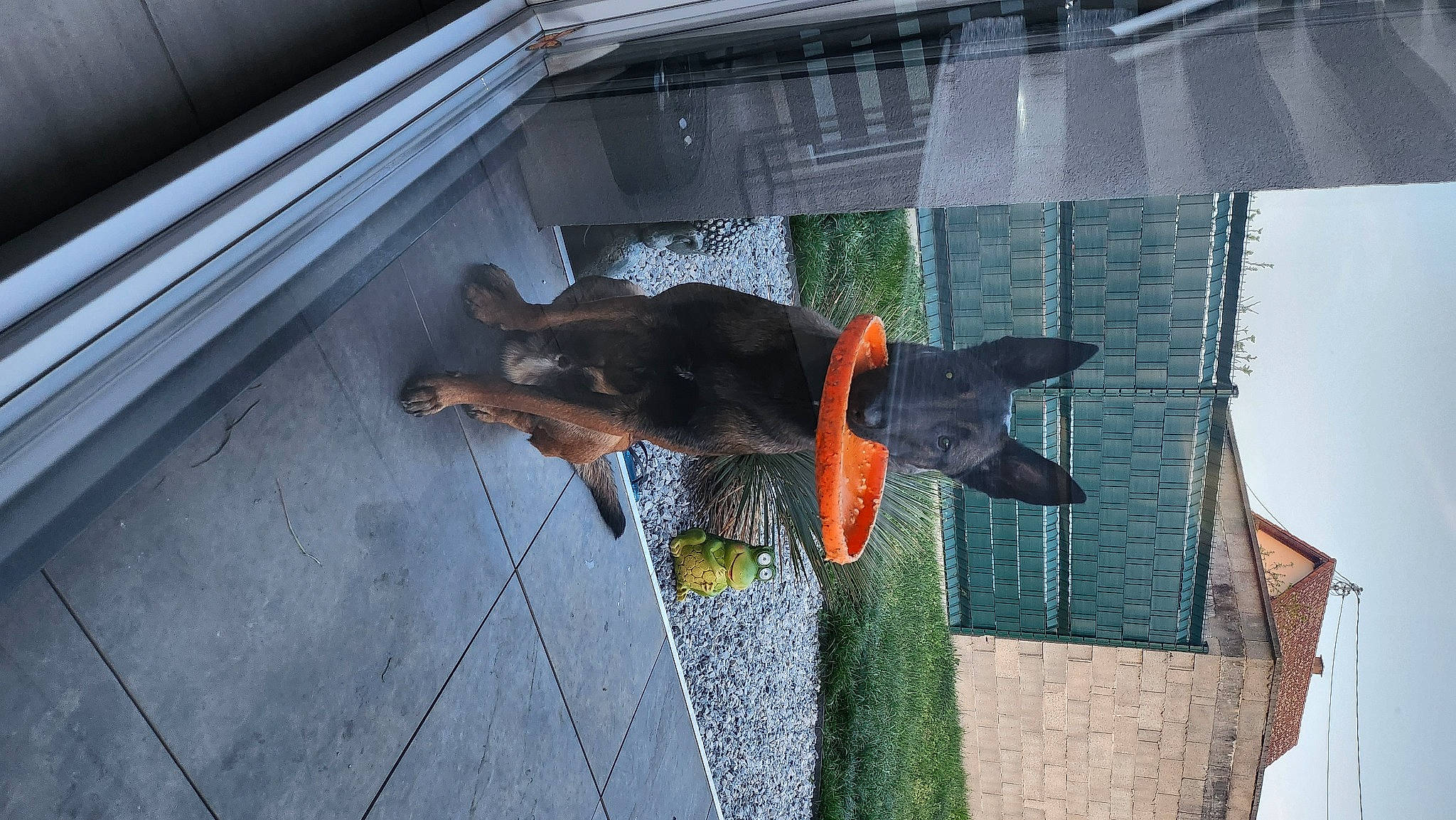 Taïko participe au concours pour gagner de l'argent avec cette photo : canidae, carnivore, collar, companion_dog, dog, dog_breed, dog_collar, dog_supply, door, fawn, guard_dog, leash, pet_supply, sky, sporting_group, tail, vehicle_door, window, wood, working_animal