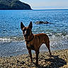 Uno participe au concours pour gagner de l'argent avec cette photo : dog, beach, sea, water, rocks, cliffs, sunlight, outdoor, animal, nature, shore, waves, summer, pet, canine, landscape, coast, daytime, vacation, scenic