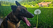 Uno participe au concours pour gagner de l'argent avec cette photo : dog, canine, tongue_out, grass, dandelion, flower, greenery, field, outdoor, nature, sunlight, rural, countryside, house, collar, leash, animal, pet, happy, summer