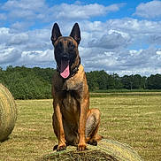 Uno participe au concours pour gagner de l'argent avec cette photo : dog, belgian_malinois, hay_bale, field, grass, outdoor, sunny, sky, clouds, trees, nature, animal, pet, tongue_out, ears_up, sitting, rural, summer, canine, landscape