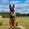 dog, belgian_malinois, hay_bale, field, grass, outdoor, sunny, sky, clouds, trees, nature, animal, pet, tongue_out, ears_up, sitting, rural, summer, canine, landscape