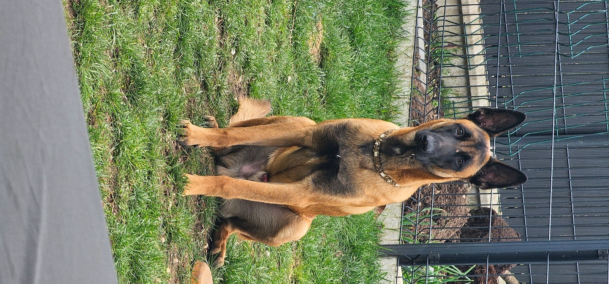 Uno a rejoint le concours — aidez-le/la à gagner de superbes lots ! biting, canidae, carnivore, dog, dog_breed, fawn, german_shepherd_dog, grass, natural_material, old_german_shepherd_dog, plant, snout, sporting_group, tail, terrestrial_animal, tree, trunk, wildlife, working_animal, working_dog