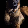 Uno a rejoint le concours — aidez-le/la à gagner de superbes lots ! dog, belgian_malinois, portrait, black_background, animal, pet, canine, fur, ears, collar, muscular, alert, focused, shadow, lighting, studio, expression, closeup, muzzle, sitting