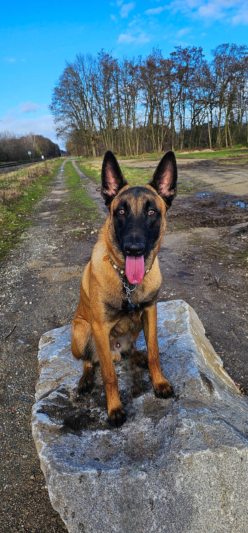 Uno a rejoint le concours — aidez-le/la à gagner de superbes lots ! biting, canidae, carnivore, collar, companion_dog, dog, dog_breed, fawn, grass, guard_dog, liver, plant, sky, snout, sporting_group, terrestrial_animal, tree, wildlife, working_animal, working_dog