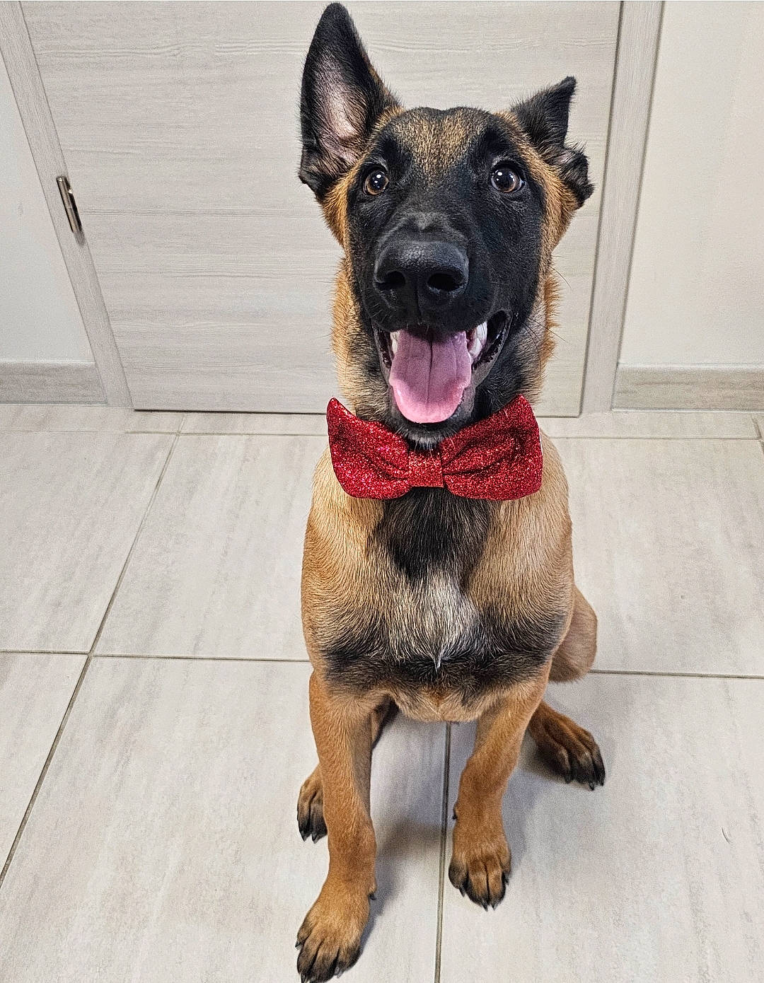 Uno participe au concours pour gagner de l'argent avec cette photo : canidae, carnivore, collar, companion_dog, dog, dog_breed, dog_collar, dog_supply, fawn, flooring, fur, paw, pet_supply, plant, snout, sporting_group, tail, whiskers, working_animal, working_dog