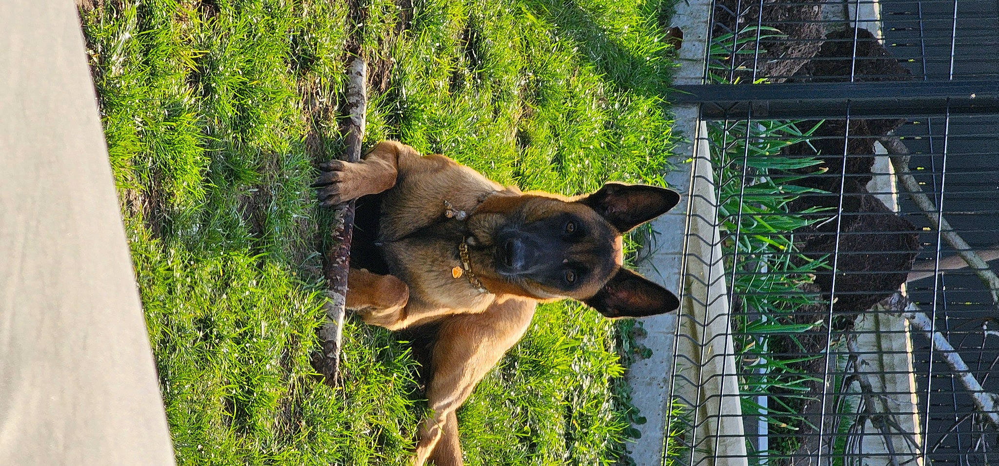 Uno a rejoint le concours — aidez-le/la à gagner de superbes lots ! canidae, carnivore, companion_dog, dog, dog_breed, east_european_shepherd, fawn, german_shepherd_dog, grass, herding_dog, jaw, old_german_shepherd_dog, plant, snout, sporting_group, terrestrial_animal, tree, trunk, wood, working_animal