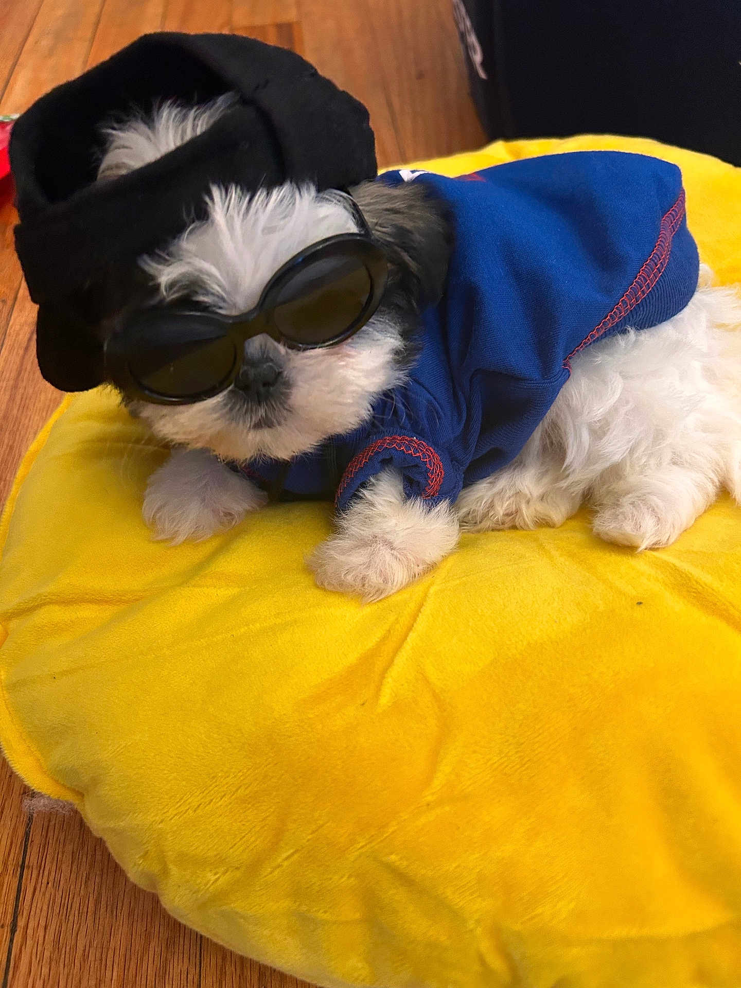 Snoopy is registered to the contest to win money with this photo: puppy, dog, sunglasses, clothing, hat, yellow_cushion, wooden_floor, cute, fluffy, pet, indoor, relaxed, small_dog, accessory, fashion, blue_outfit, black_hat, lying_down, adorable, cozy