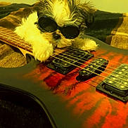 Snoopy joined the competition — help win amazing prizes! puppy, dog, sunglasses, electric_guitar, fur, pet, cute, animal, indoor, music_instrument, relaxing, brown, black, white, spiky_fur, cozy, close_up, accessory, playing, funny