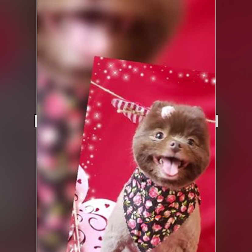 Sassy joined the competition — help win amazing prizes! animal, bandana, blurry, canine, close_up, cute, decorations, dog, festive, floral, fur, happy, indoor, pet, portrait, red_background, sitting, small_dog, smiling, tongue_out