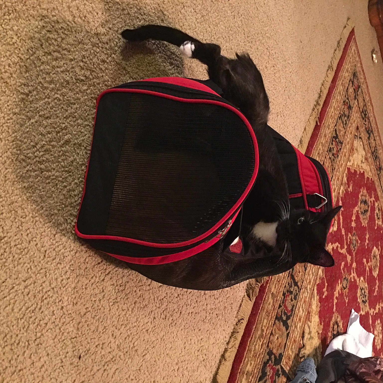 Ella joined the competition — help win amazing prizes! bag, cap, carmine, comfort, costume, costume_hat, fashion_accessory, flooring, hat, headgear, linens, magenta, pattern, personal_protective_equipment, sleeve, sun_hat, tradition, umbrella, uniform, working_animal