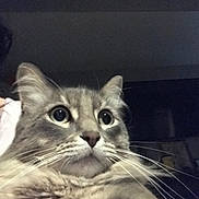 Bean is registered to the contest to win money with this photo: cat, close_up, fluffy, gray_cat, wide_eyes, whiskers, pet, animal, indoor, dim_lighting, portrait, cute, feline, fur, looking_up, domestic_cat, hand, holding, curious, soft