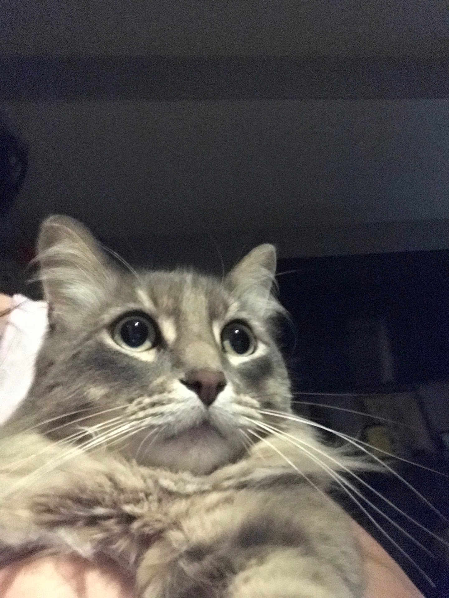 Bean