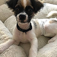 Max joined the competition — help win amazing prizes! animal, black_collar, black_fur, brown_fur, cute, diaper, dog, ears, fluffy, front_legs, fur, indoor, nose, paw_print, pet, plush_bed, puppy, resting, small_dog, white_fur
