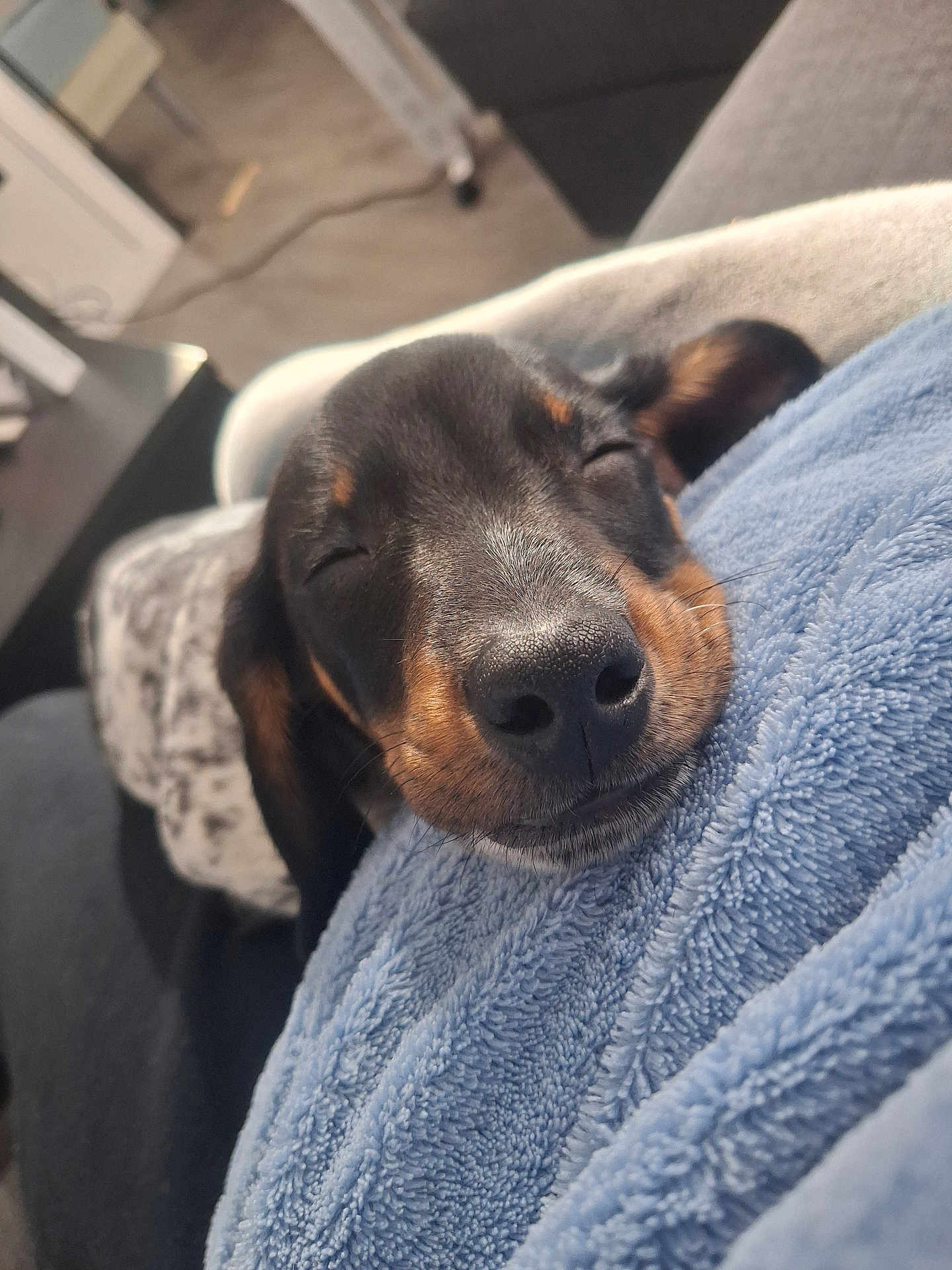 Titeuf participe au concours pour gagner de l'argent avec cette photo : dog, puppy, sleeping, nose, close_up, blanket, blanket_texture, couch, indoor, cozy, pet, domestic_animal, sleepy, muzzle, whiskers, fur, portrait, relaxation, companion, nap