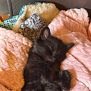 Niko joined the competition — help win amazing prizes! kitten, cat, sleeping, black_fur, furry, pet, cozy, blanket, pink_blanket, soft, cute, animal, resting, indoors, cute_pet, fur, comfort, relaxation, domestic_animal, peaceful