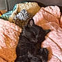 kitten, cat, sleeping, black_fur, furry, pet, cozy, blanket, pink_blanket, soft, cute, animal, resting, indoors, cute_pet, fur, comfort, relaxation, domestic_animal, peaceful