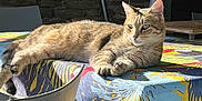 Ula participe au concours pour gagner de l'argent avec cette photo : cat, tabby_cat, indoor, table, tablecloth, pattern, sunlight, relaxed, furniture, chair, stone_wall, pet, animal, mammal, feline, resting, closeup, colorful, cozy, domestic_animal