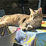 cat, tabby_cat, indoor, table, tablecloth, pattern, sunlight, relaxed, furniture, chair, stone_wall, pet, animal, mammal, feline, resting, closeup, colorful, cozy, domestic_animal