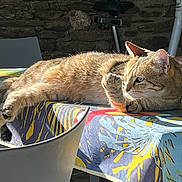 Ula a rejoint le concours — aidez-le/la à gagner de superbes lots ! cat, tabby, table, tablecloth, sunlight, indoor, chair, furniture, paw, stretching, relaxed, animal, pet, striped, mammal, cute, resting, daylight, colorful, cozy