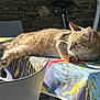 cat, tabby, table, tablecloth, sunlight, indoor, chair, furniture, paw, stretching, relaxed, animal, pet, striped, mammal, cute, resting, daylight, colorful, cozy