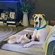 Cherokee joined the competition — help win amazing prizes! dog, cat, pet_bed, living_room, plant, framed_photos, rug, cozy, snuggling, furniture, collar, relaxed, indoor, home_decor, carpet, animal_friendship, large_dog, fluffy_cat, comfort, companionship