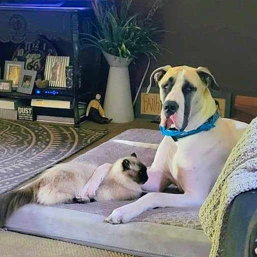 Cherokee joined the competition — help win amazing prizes! dog, cat, pet_bed, living_room, plant, framed_photos, rug, cozy, snuggling, furniture, collar, relaxed, indoor, home_decor, carpet, animal_friendship, large_dog, fluffy_cat, comfort, companionship