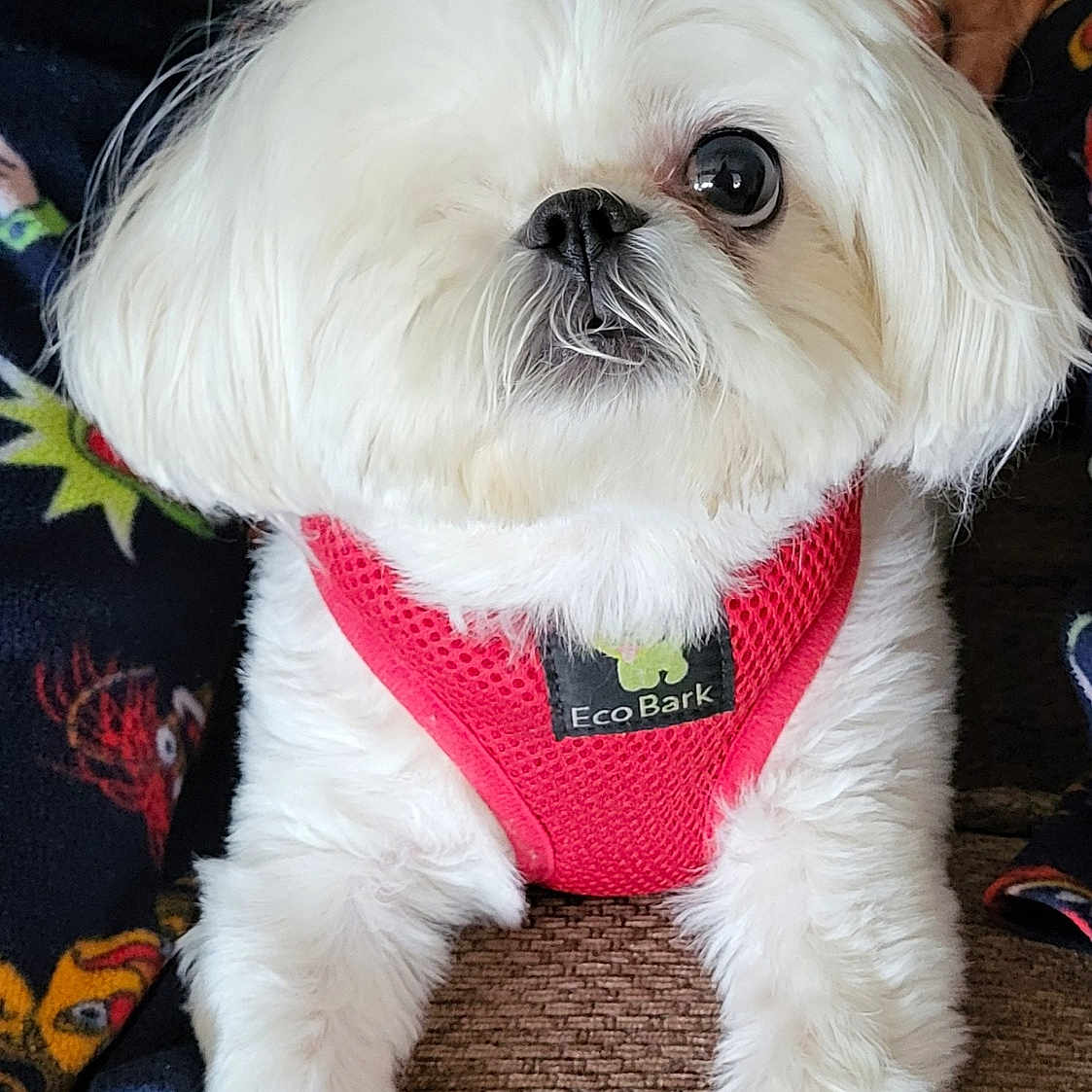 Snowball joined the competition — help win amazing prizes! accessories, affenpinscher, animal, canine, clothing, costume, couch, cushion, dog, furniture, harness, homedecor, lingerie, pet, poodle, puppy, strap, terrier, underwear, whitedog
