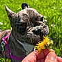 Mia a rejoint le concours — aidez-le/la à gagner de superbes lots ! dog, french_bulldog, flower, dandelion, hand, grass, outdoor, pet, close_up, sniffing, sunlight, greenery, nature, animal, canine, leash, pink_harness, daylight, cute, portrait