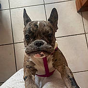 Mia a rejoint le concours — aidez-le/la à gagner de superbes lots ! dog, brindle, pet, canine, ears, harness, pink, white_lace, lap, tiled_floor, indoor, looking_up, close_up, animal, muzzle, front_legs, curious, adorable, companion, domestic