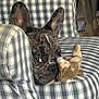 Mia a rejoint le concours — aidez-le/la à gagner de superbes lots ! dog, french_bulldog, plaid, armchair, stuffed_toy, indoor, pet, brindle, ears, face, animal, cute, toy, furniture, looking, closeup, resting, home, mischievous, playful