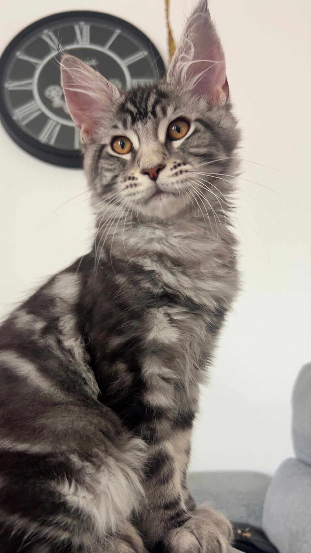 Aro participe au concours pour gagner de l'argent avec cette photo : cat, tabby, fluffy, gray, pet, animal, indoor, clock, feline, portrait, whiskers, ears, sitting, curious, closeup, fur, domestic_cat, home, furniture, relaxed