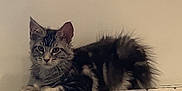 Aro participe au concours pour gagner de l'argent avec cette photo : kitten, cat, tabby, feline, pet, indoors, radiator, perched, curious, fur, ears, whiskers, home, wall, human_knee, casual, resting, looking, animal, cute
