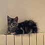 kitten, cat, tabby, feline, pet, indoors, radiator, perched, curious, fur, ears, whiskers, home, wall, human_knee, casual, resting, looking, animal, cute