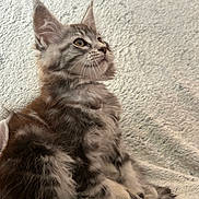 Aro participe au concours pour gagner de l'argent avec cette photo : kitten, cat, fluffy, gray, tabby, fur, whiskers, ears, paws, sitting, pet, animal, cute, soft, texture, blanket, indoor, young, curious, side_view