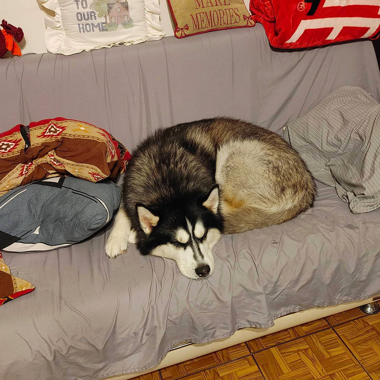 Blue Bandit joined the competition — help win amazing prizes! alaskan_klee_kai, alaskan_malamute, canidae, carnivore, companion_dog, dog, dog_breed, jamthund, mammal, miniature_siberian_husky, native_american_indian_dog, northern_inuit_dog, room, sakhalin_husky, seppala_siberian_sleddog, siberian_husky, sled_dog, vertebrate, wolfdog, working_dog